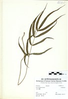 藏品(長葉鳳尾蕨)的圖片